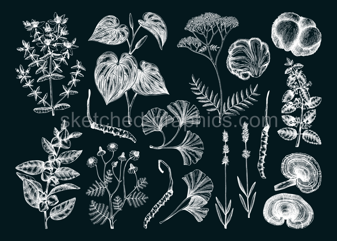 Sketch style mental health herbs and mushrooms. Hand-drawn vector illustrations. Healing plants, natural remedies, medicinal mushrooms on chalkboard. NOT AI generated  Illustration